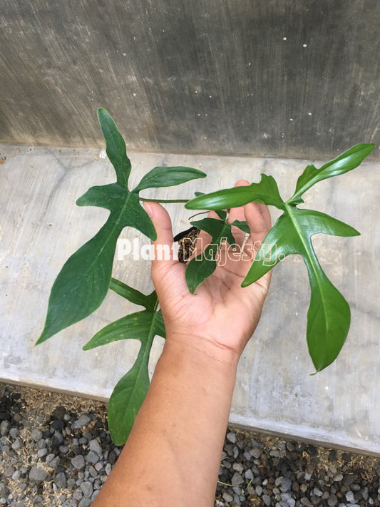 Philodendron Gladhands