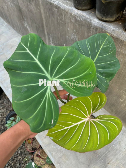 Philodendron Gloriousum Dark Form