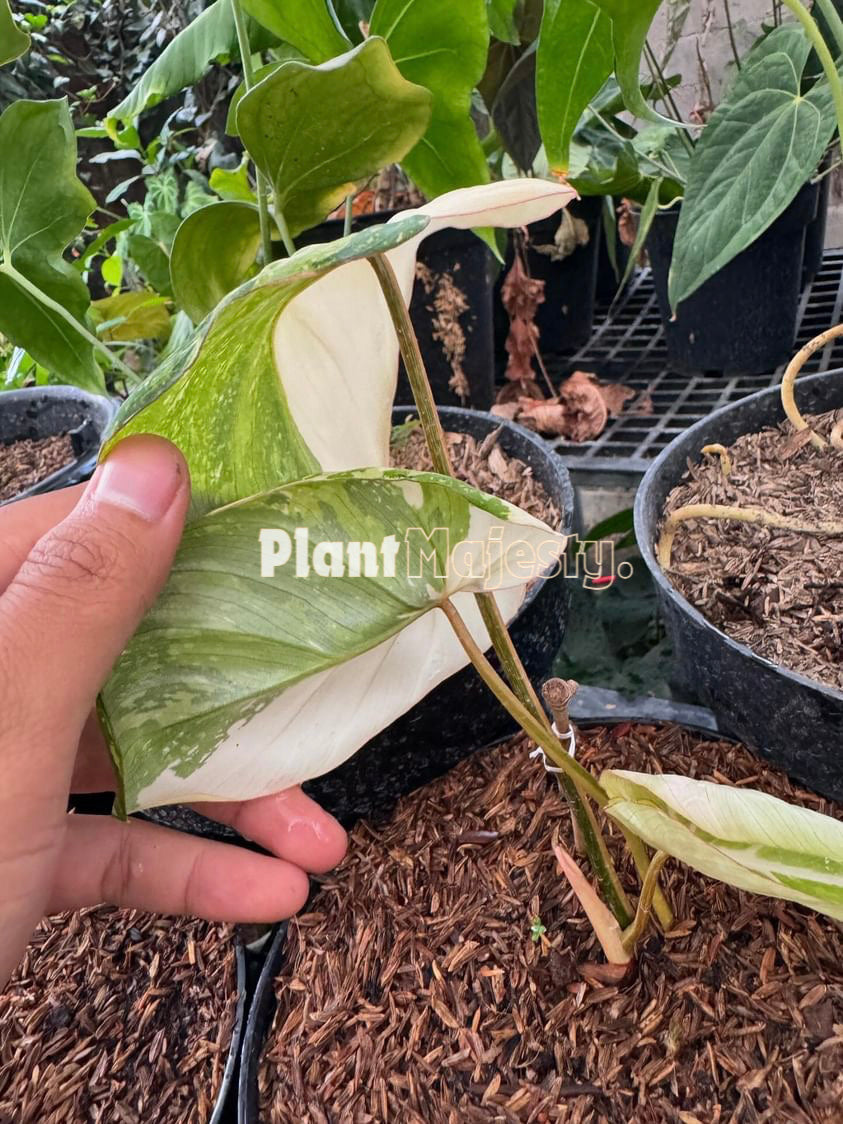 Philodendron Gloriousum Variegated