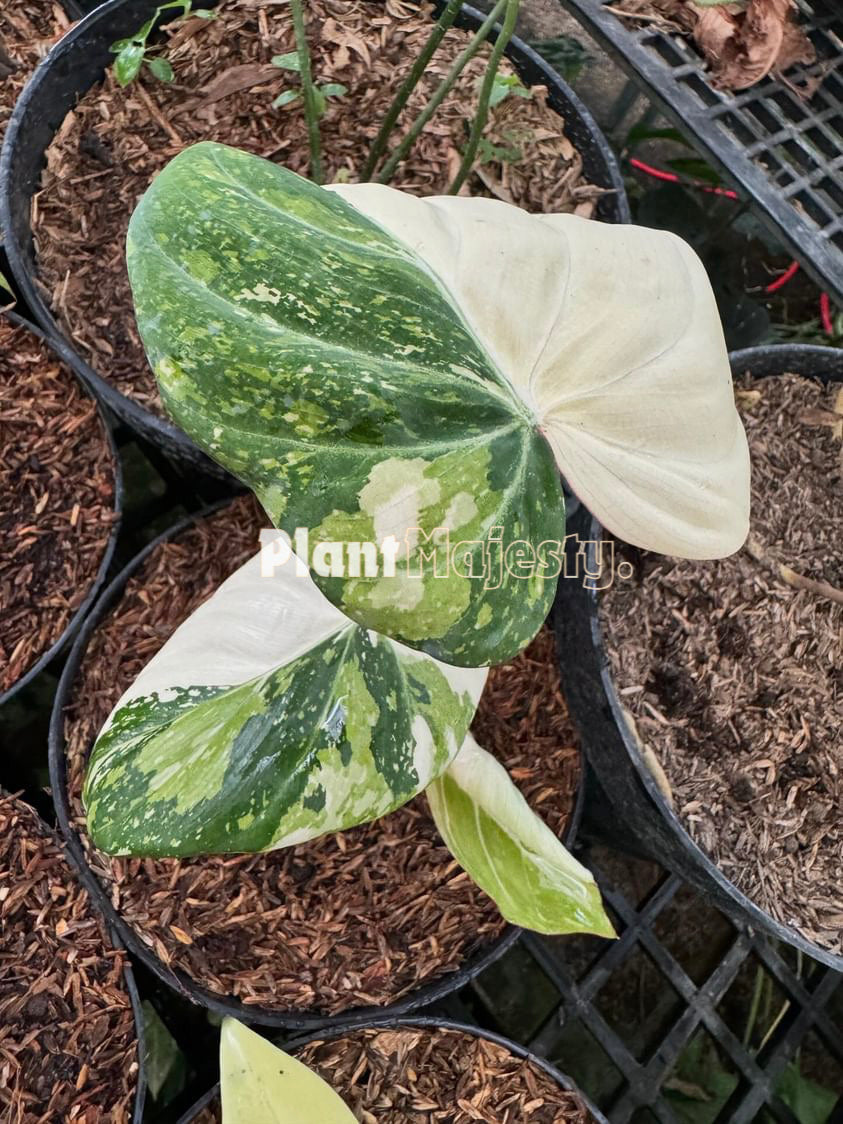 Philodendron Gloriousum Variegated