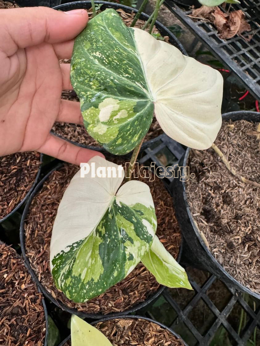 Philodendron Gloriousum Variegated