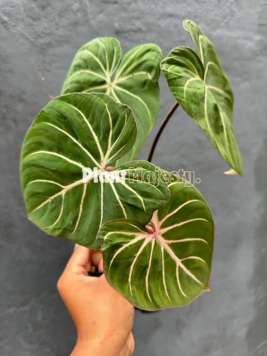 Philodendron Gloriousum White Veins