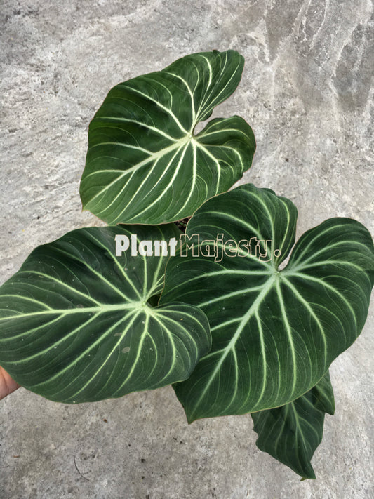 Philodendron Gloriousum Zebra