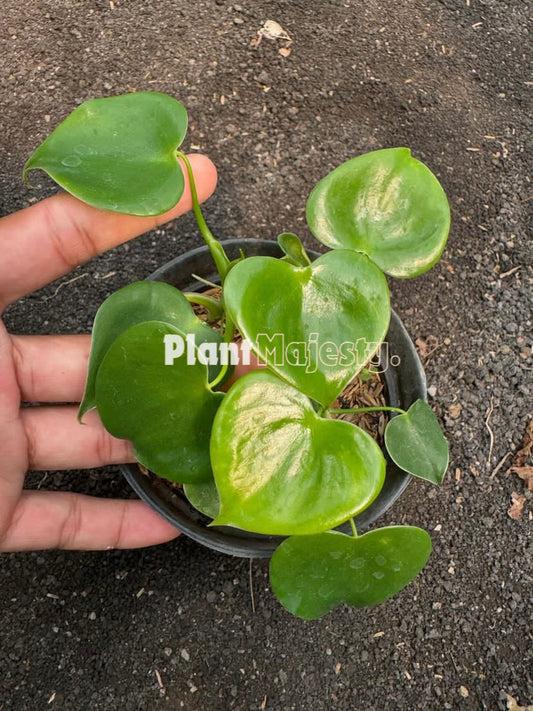 Philodendron Grazielae