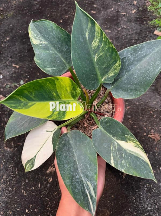 Philodendron Green Congo Variegated Large