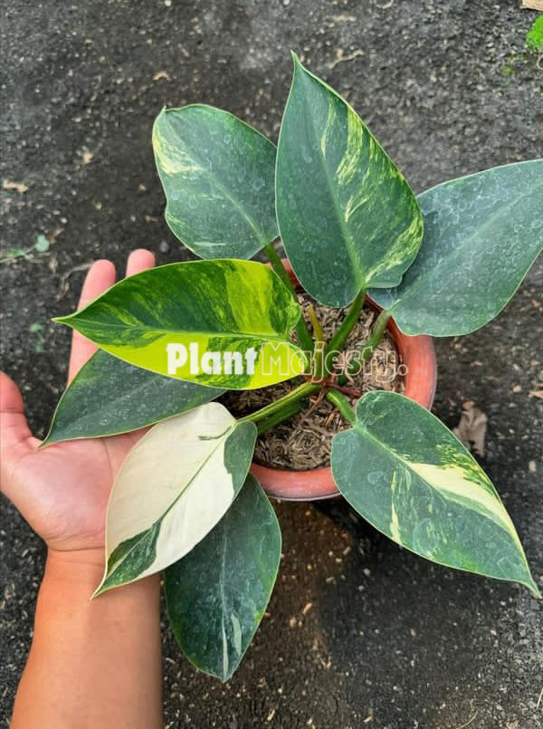 Philodendron Green Congo Variegated Large