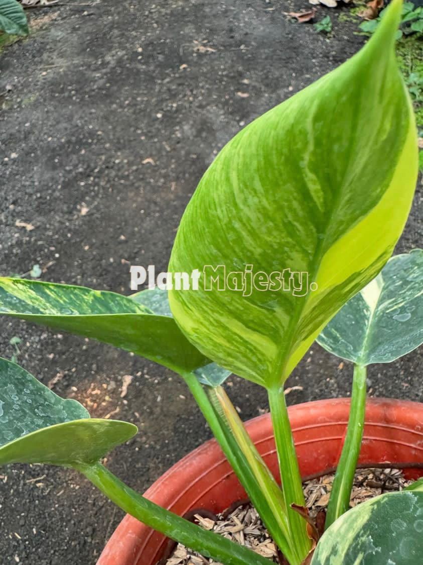 Philodendron Green Congo Variegated Large