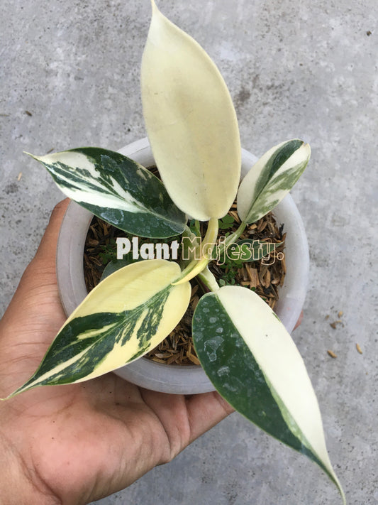 Philodendron Green Congo variegated