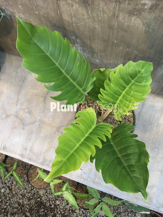 Philodendron Green Saw