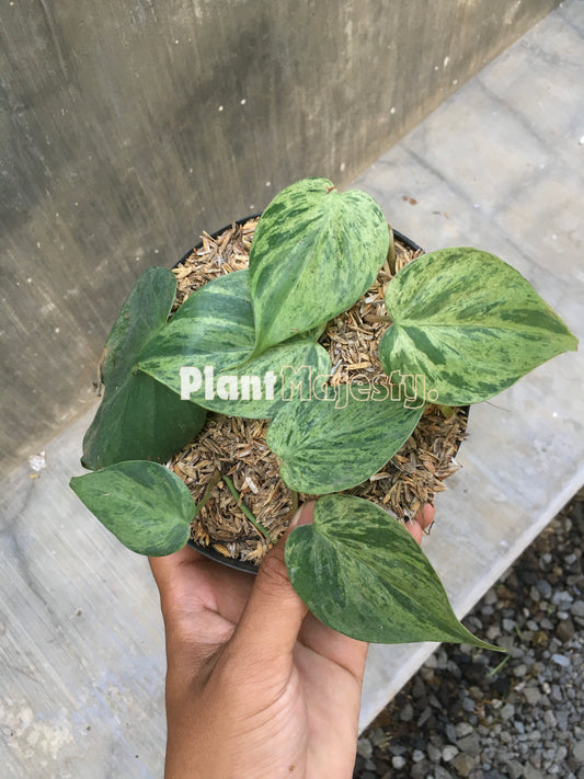 Philodendron Hederaceum Variegated