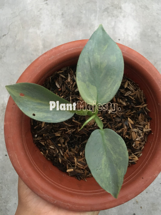 Philodendron Hastatum Silver Sword Variegated