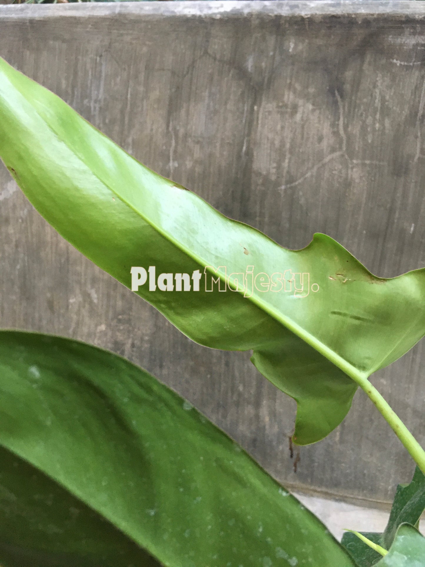 Philodendron Jerry Horne