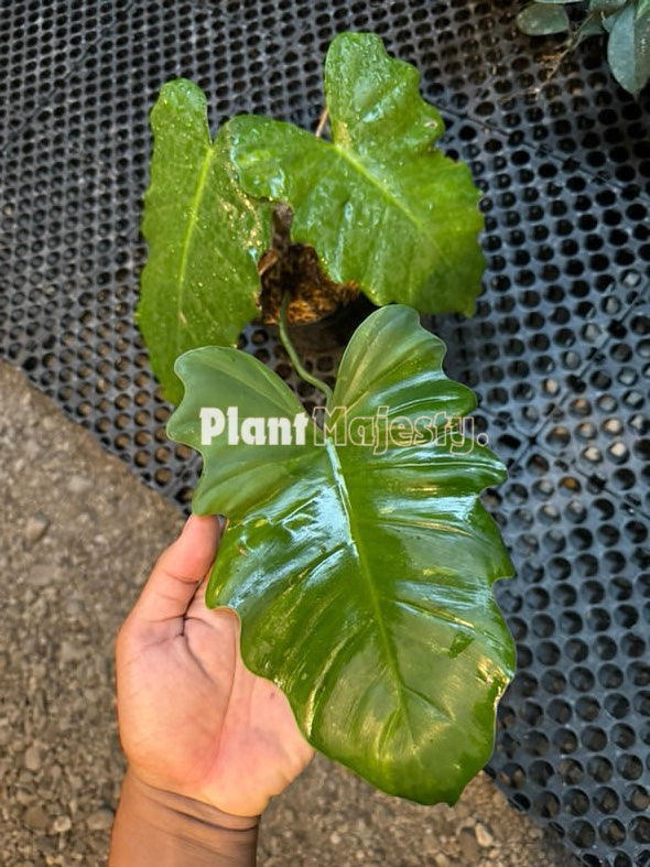 Philodendron Jose Buono X Phlodendron Mayoi Grande