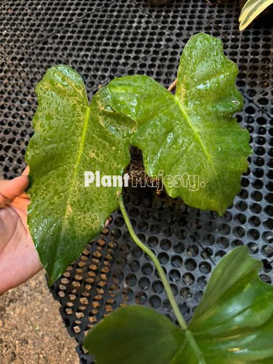 Philodendron Jose Buono X Phlodendron Mayoi Grande