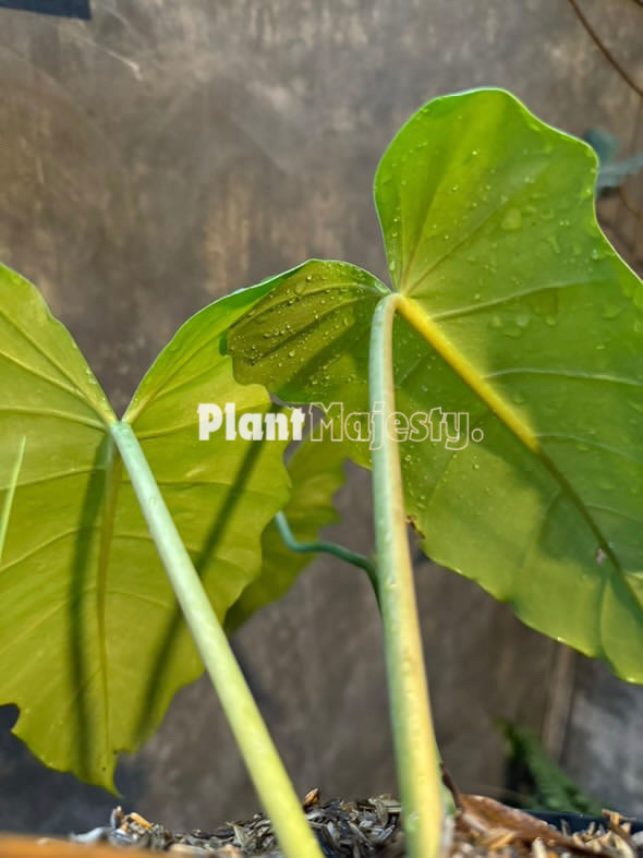 Philodendron Jose Buono X Phlodendron Mayoi Grande