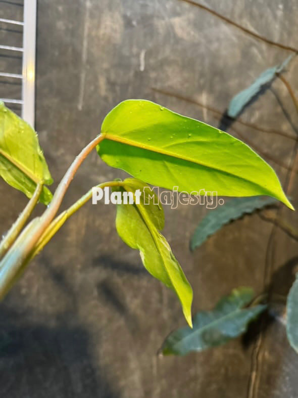 Philodendron Jose Buono X Phlodendron Mayoi Medio