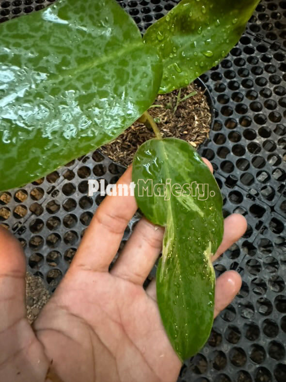 Philodendron Jose Buono X Phlodendron Mayoi Medio