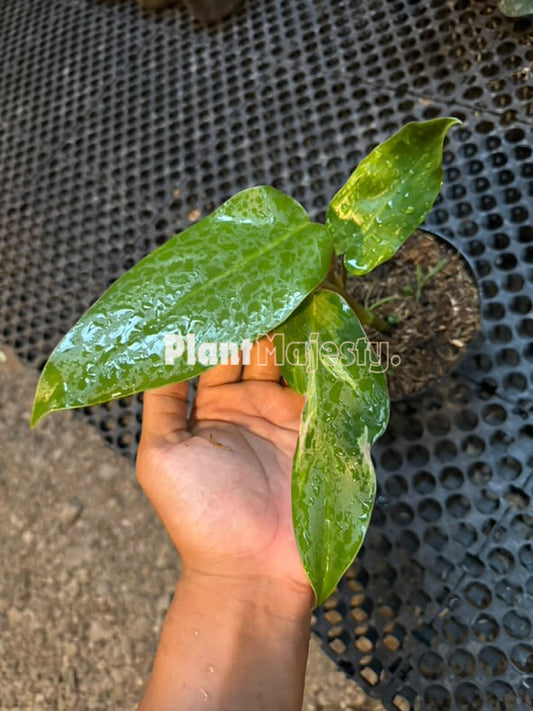 Philodendron Jose Buono X Phlodendron Mayoi Medio