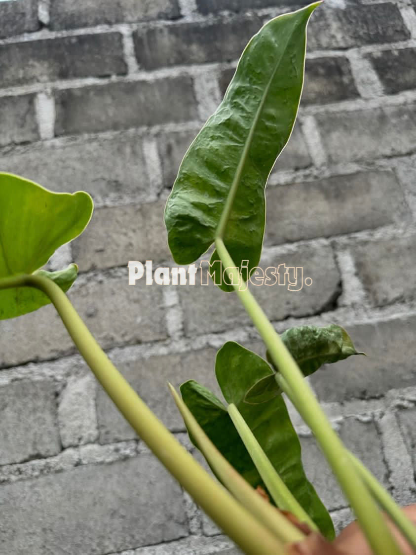 Philodendron Jose Buono x Philodendron Billietiae