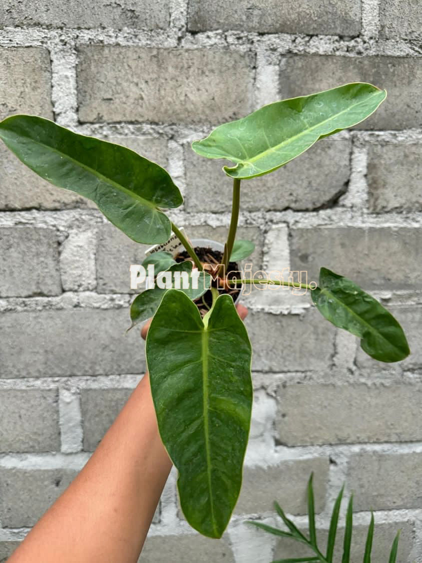 Philodendron Jose Buono x Philodendron Billietiae