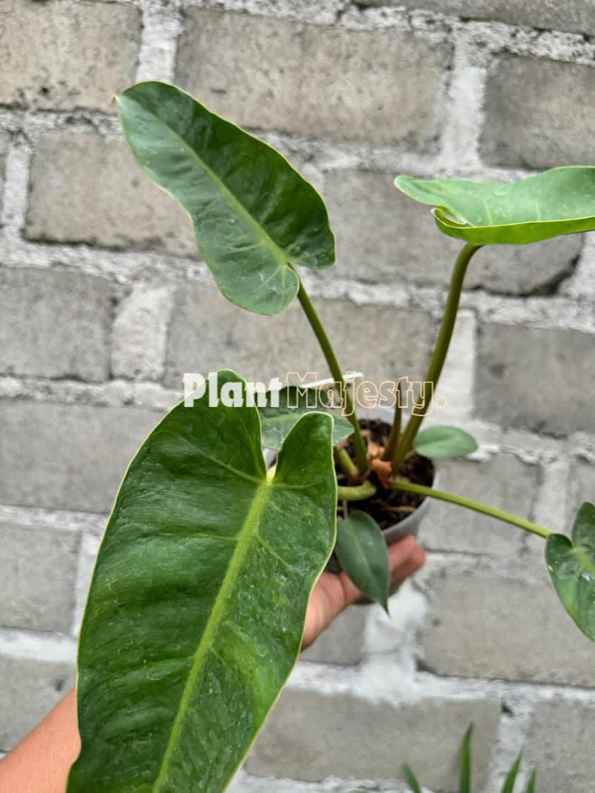 Philodendron Jose Buono x Philodendron Billietiae