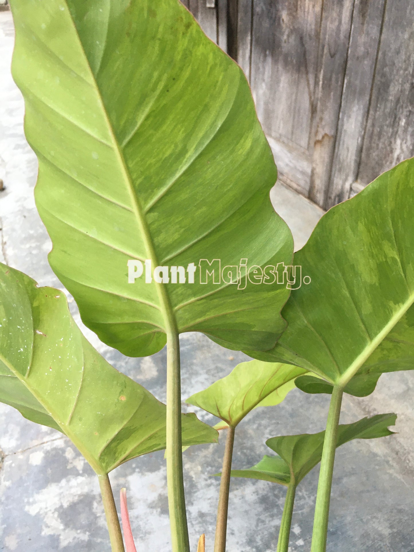 Philodendron Jungle Fever