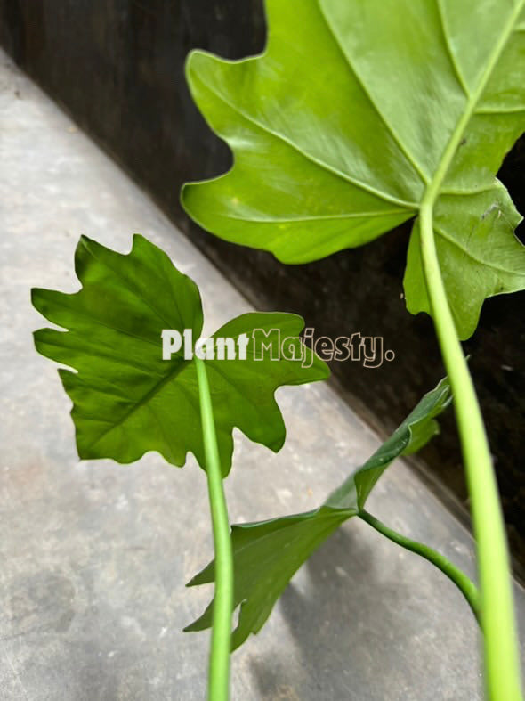 Philodendron Lacerum Large