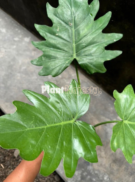 Philodendron Lacerum Large