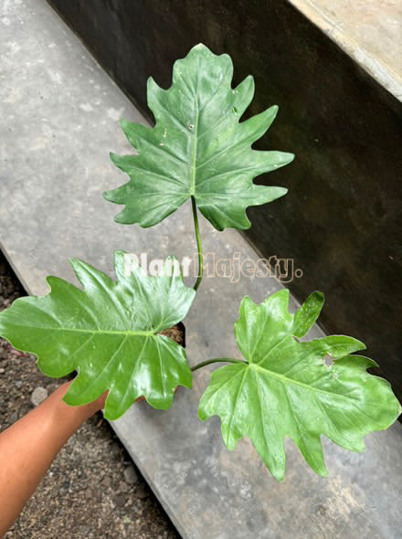 Philodendron Lacerum Large