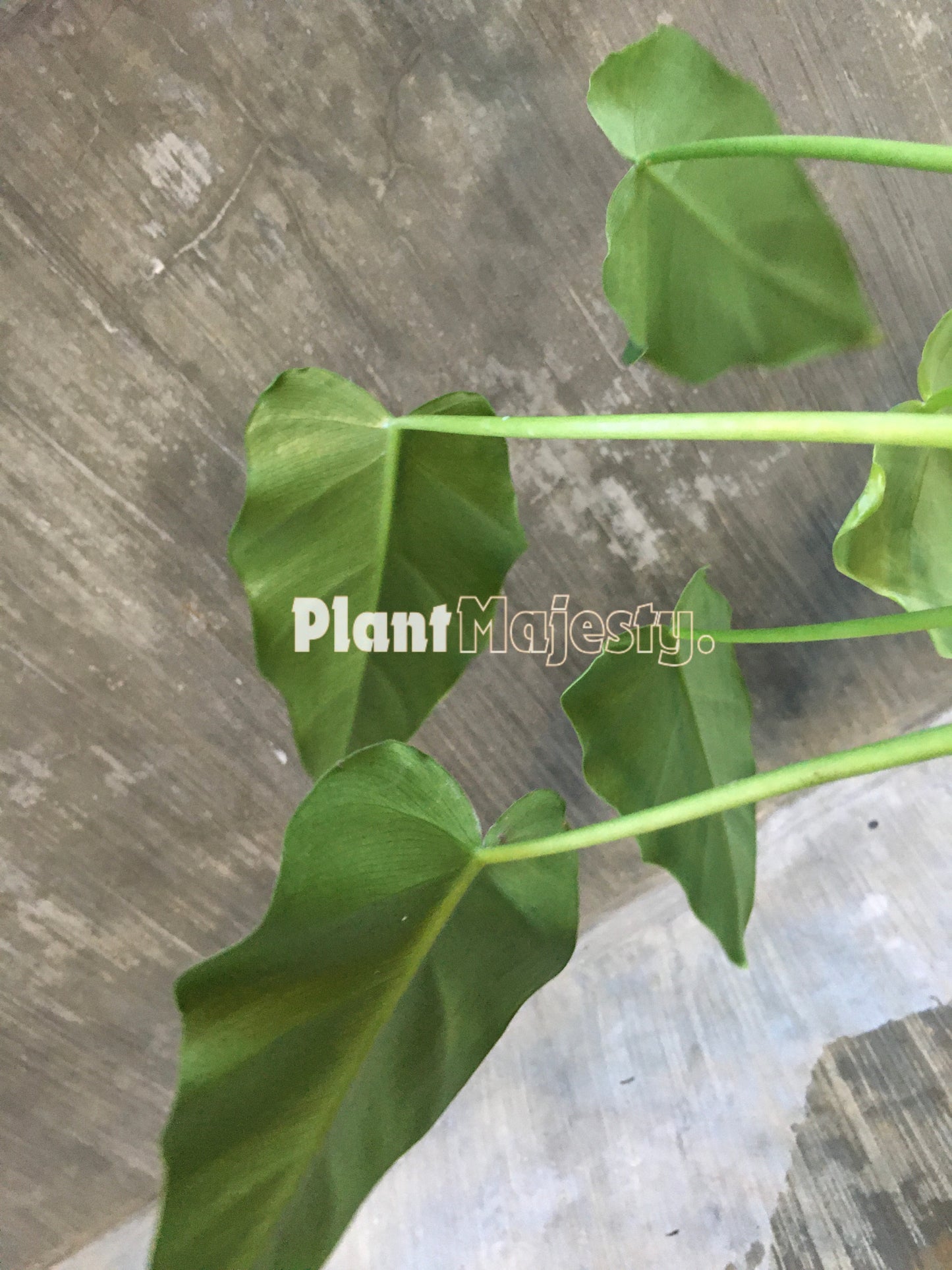 Philodendron Lacerum