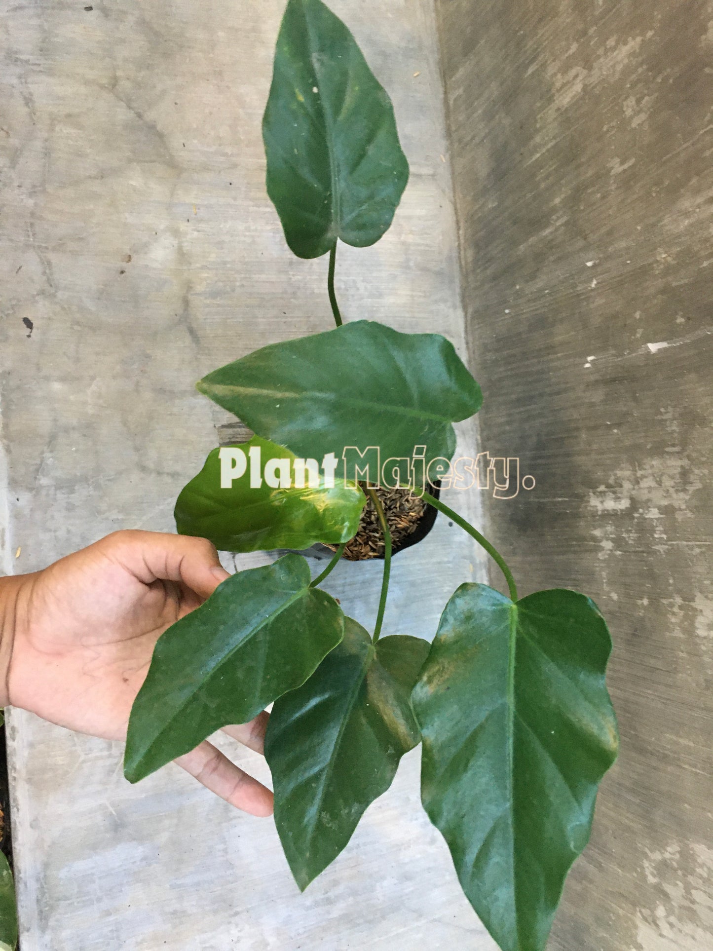 Philodendron Lacerum