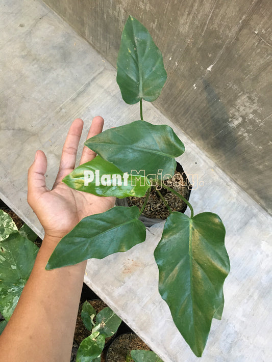 Philodendron Lacerum