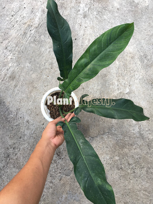 Philodendron Lapoanum