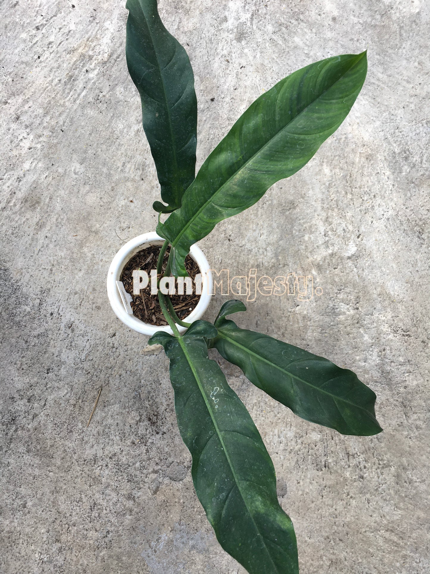 Philodendron Lapoanum