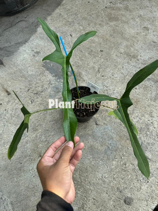 Philodendron Leland Miyano