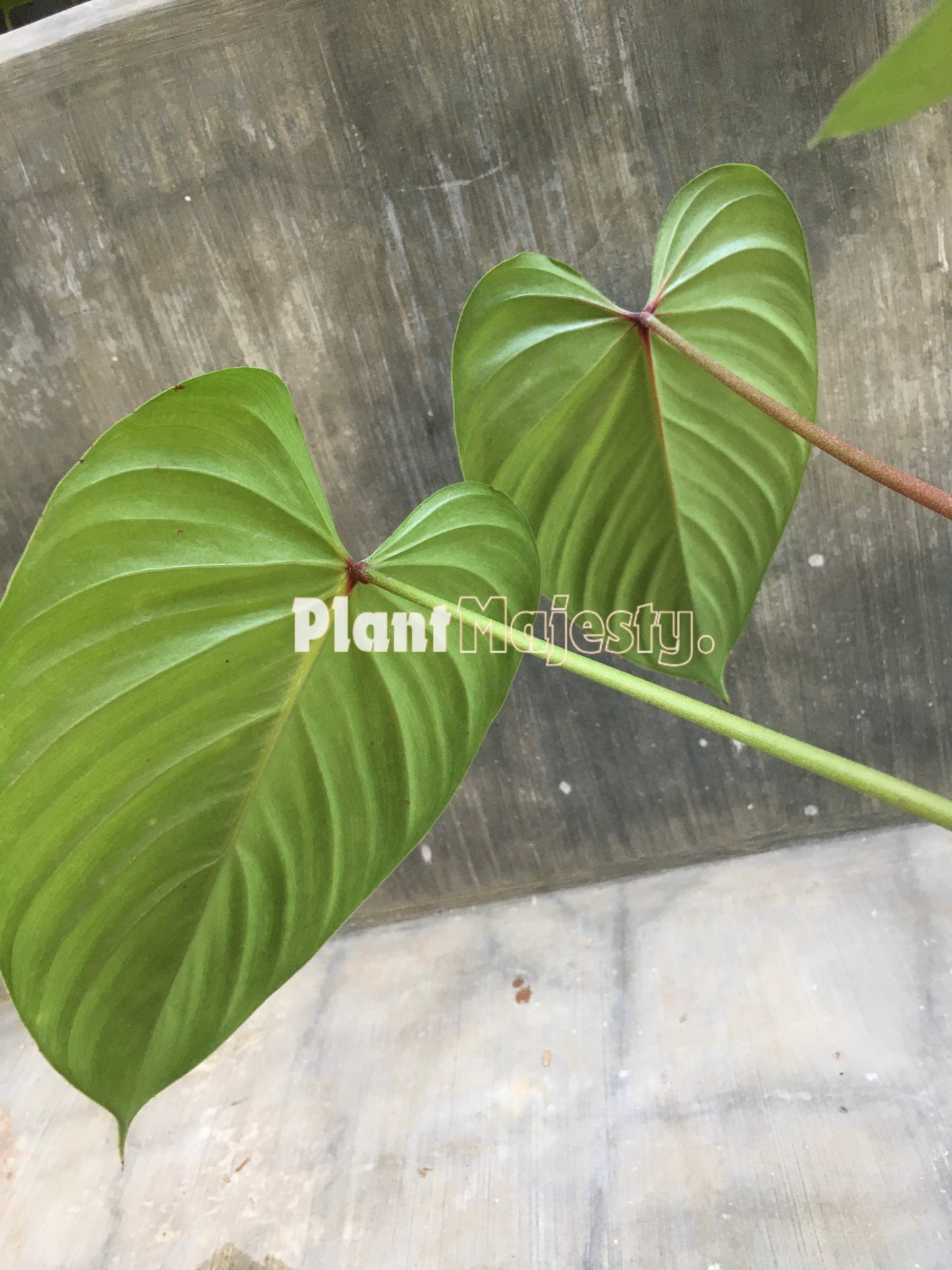 Philodendron Lynamii