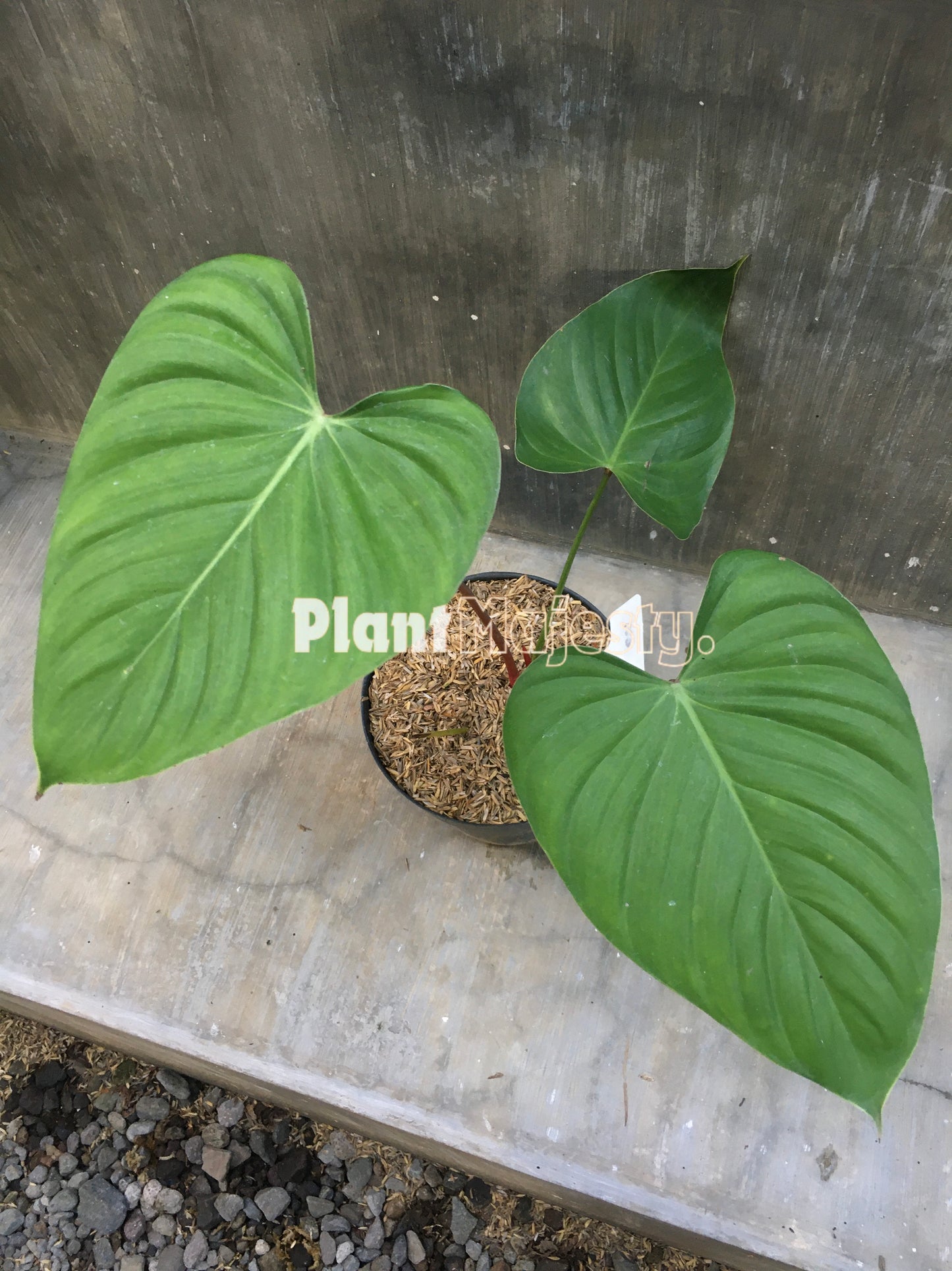 Philodendron Lynamii