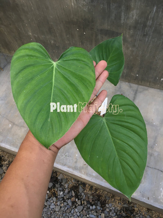 Philodendron Lynamii