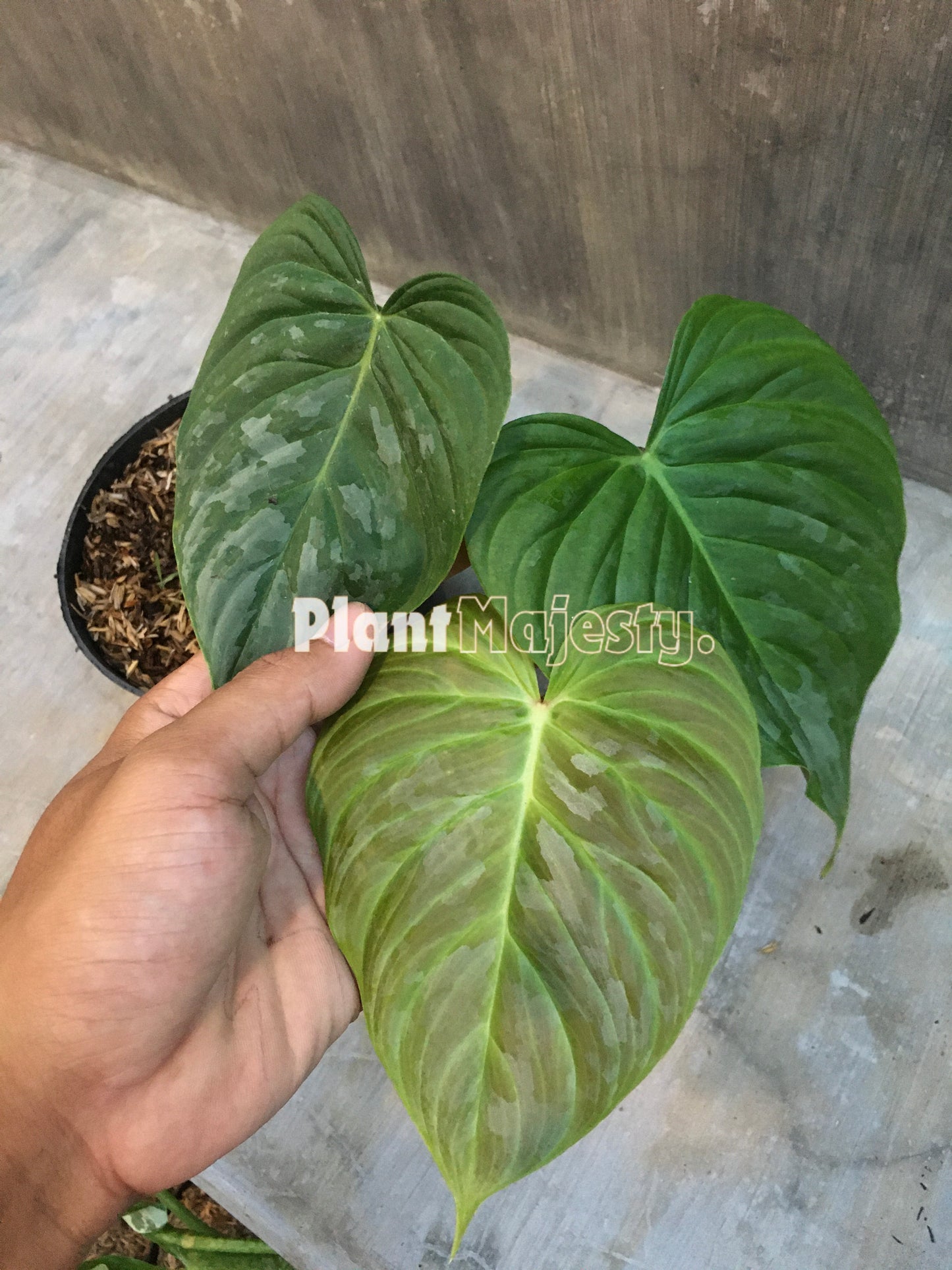 Philodendron Majestic