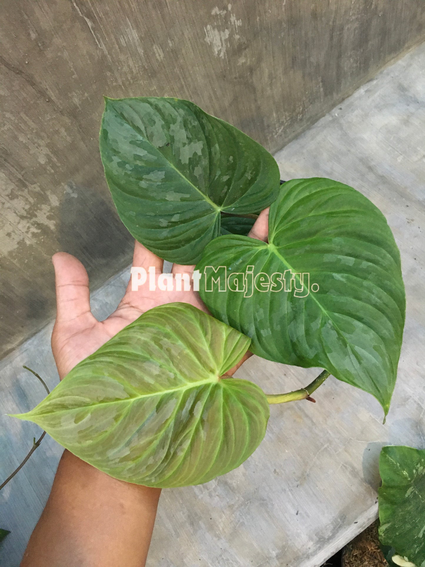 Philodendron Majestic