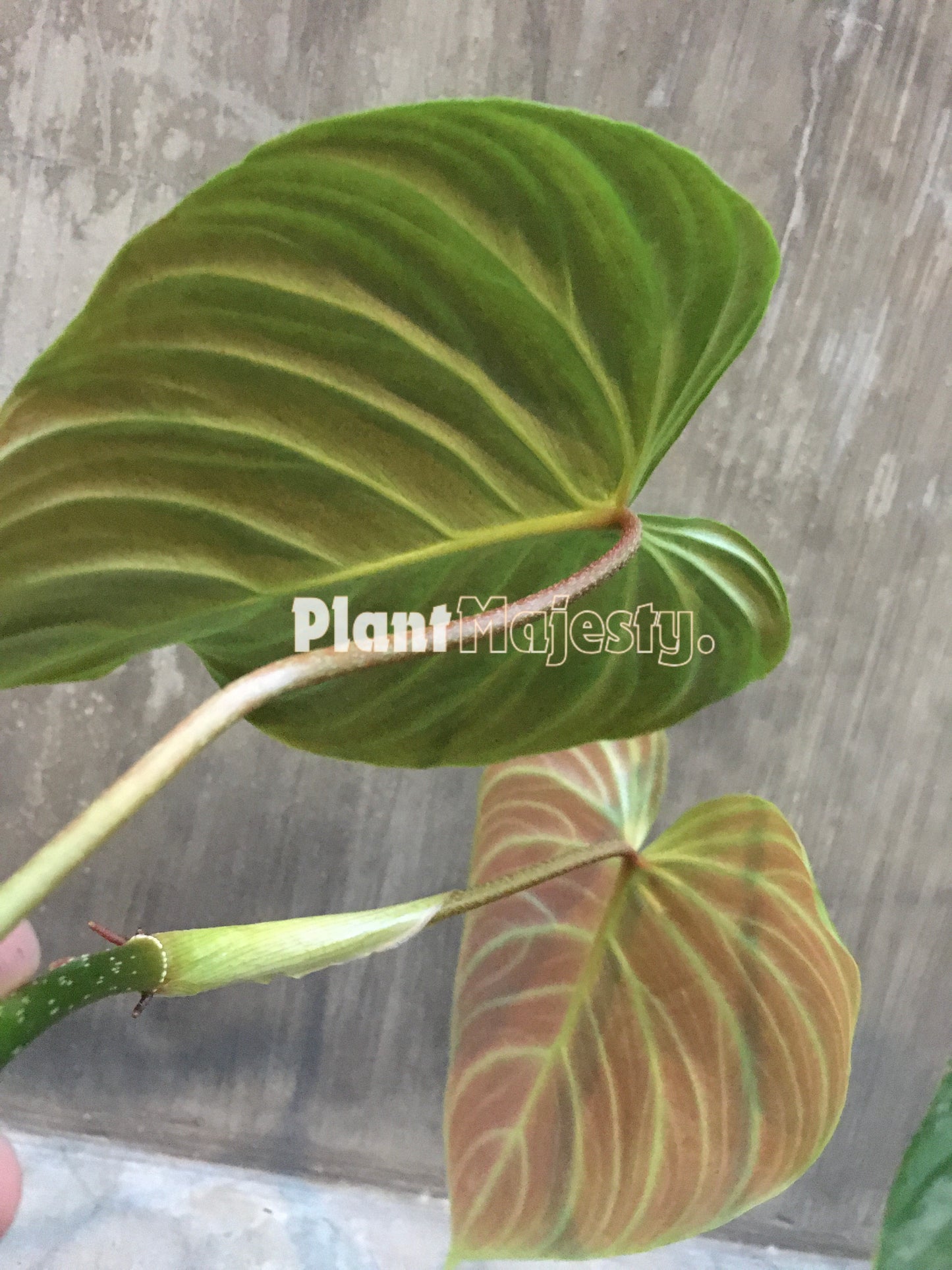 Philodendron Majestic