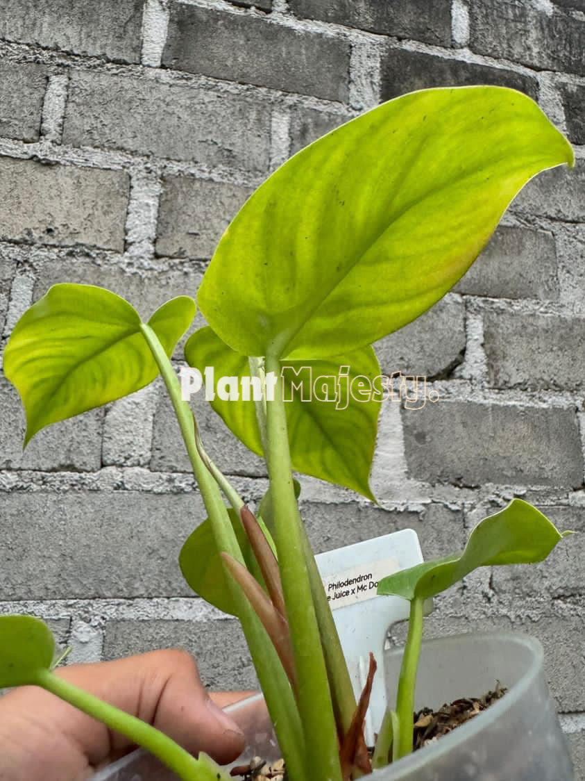 Philodendron Mc Dowel x Philodendron Gloriousum Dark Form