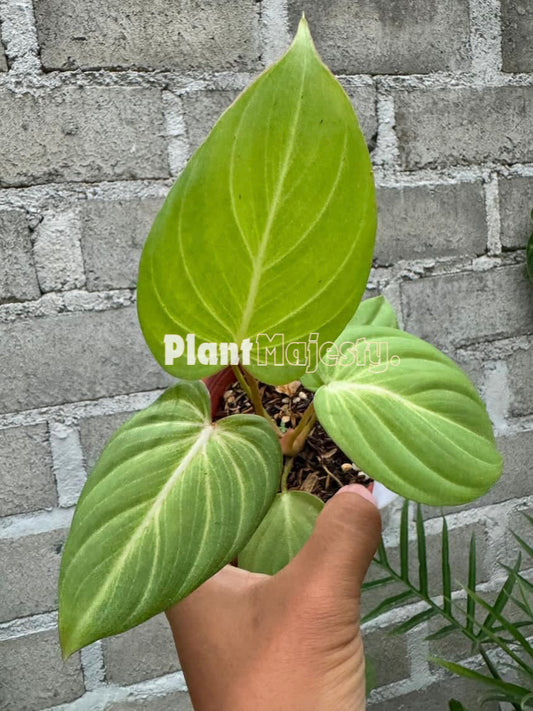 Philodendron Mc Dowel x Philodendron Gloriousum Dark Form