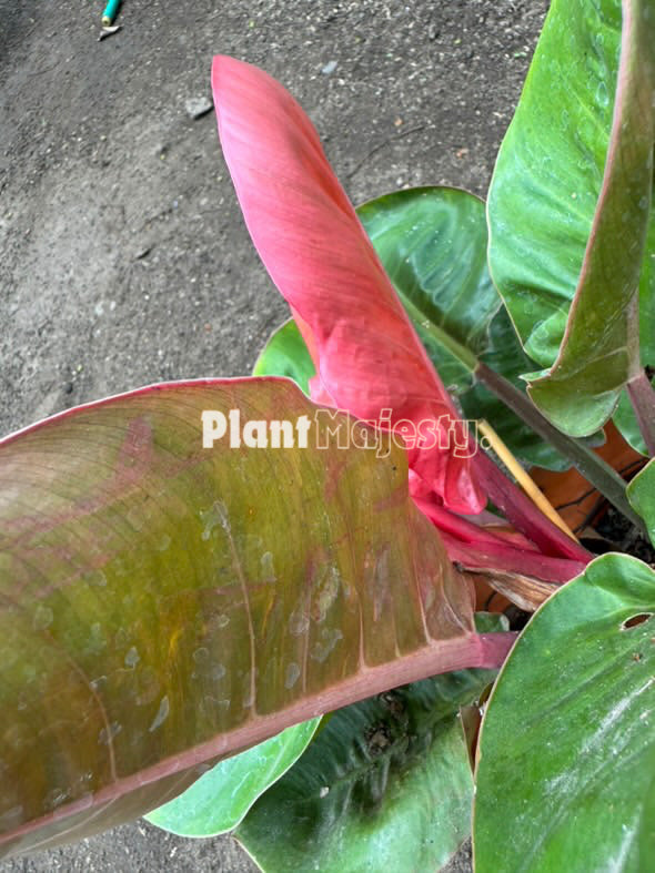 Philodendron Orange Cardinal