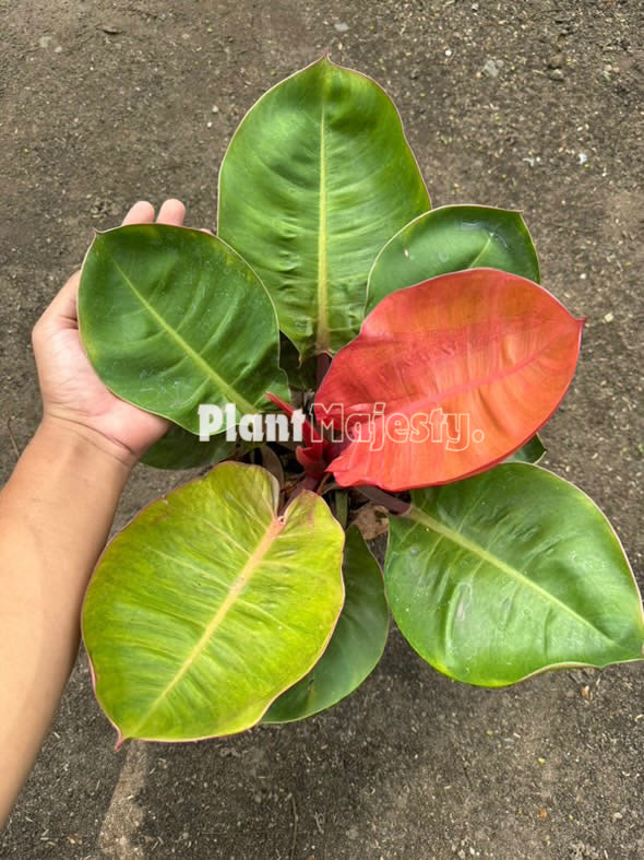 Philodendron Orange Cardinal