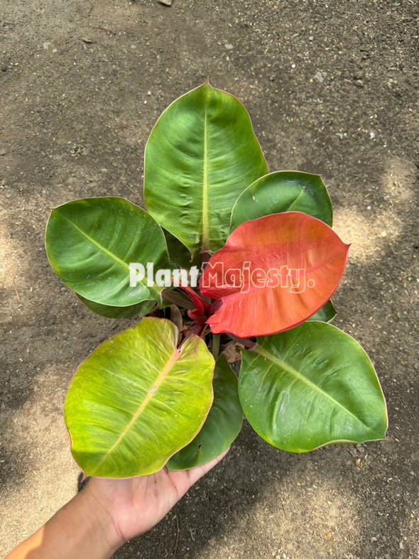 Philodendron Orange Cardinal