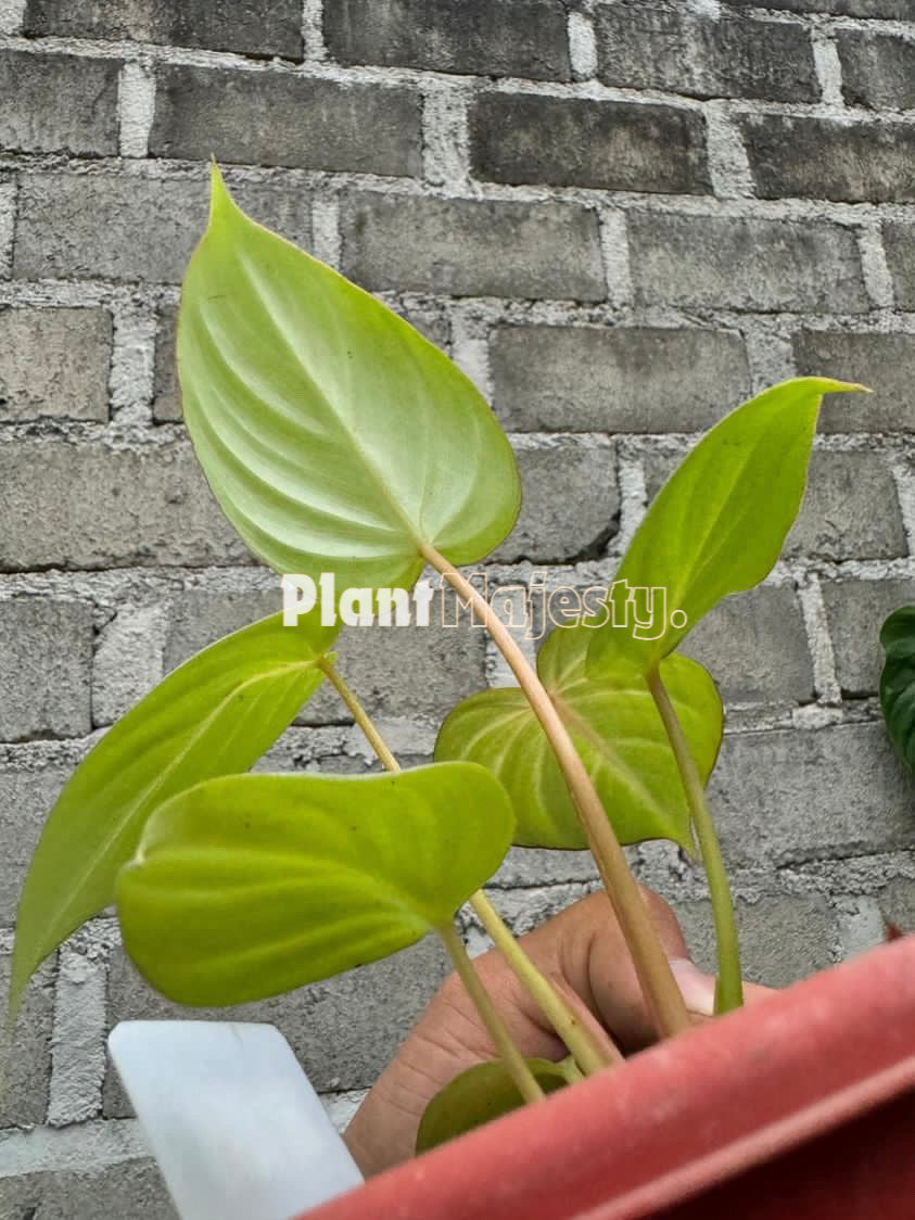 Philodendron Orange Juice x Philodendron Mc Dowel