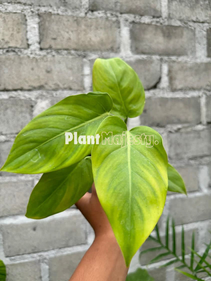 Philodendron Orange Juice x Philodendron Mc Dowel