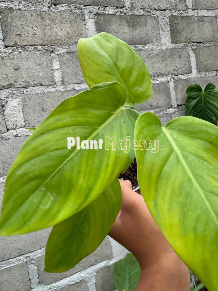 Philodendron Orange Juice x Philodendron Mc Dowel