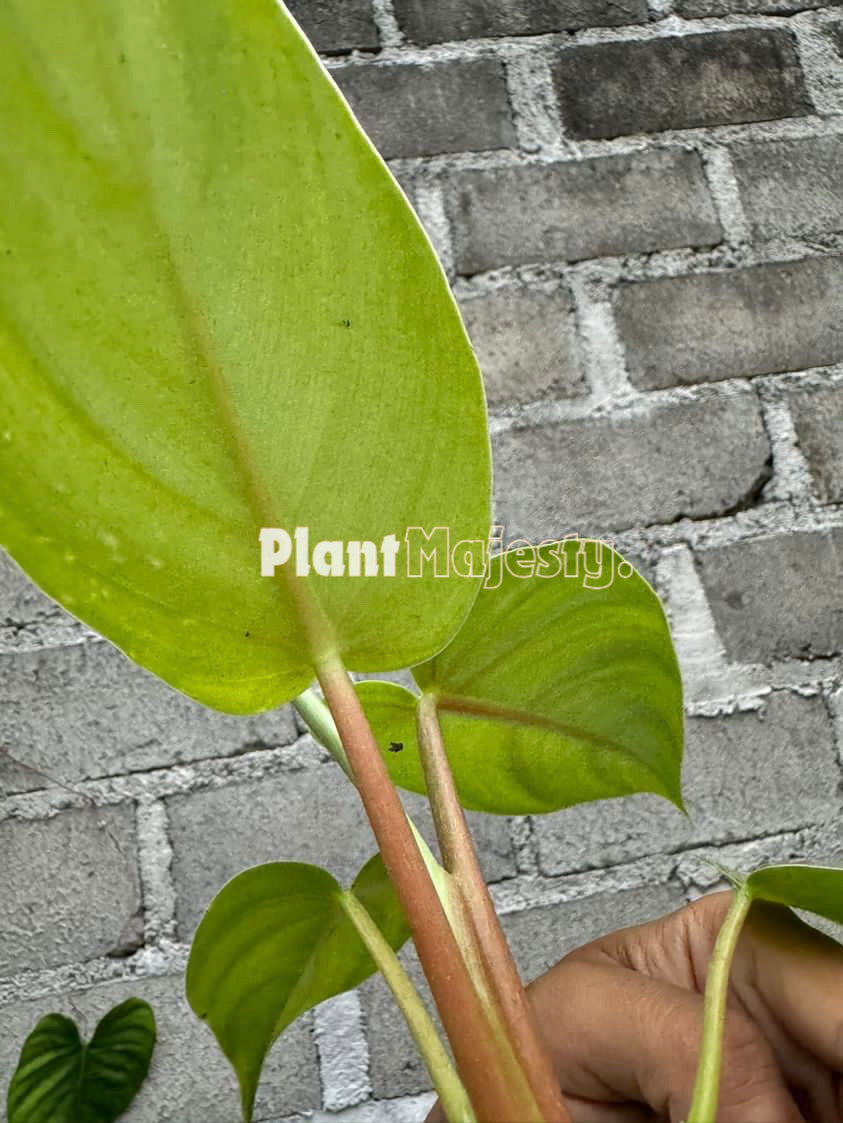 Jugo de naranja Philodendron x Philodendron Plowmanii